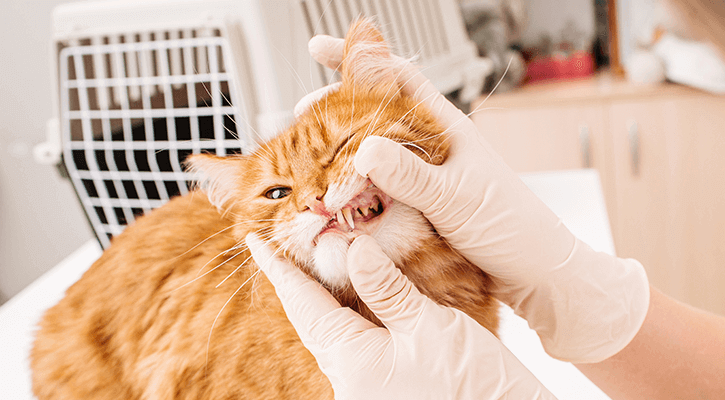 Dental care for pets in Royal Oak