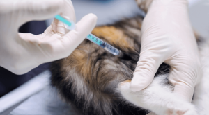 pet vaccine clinics in royal oak